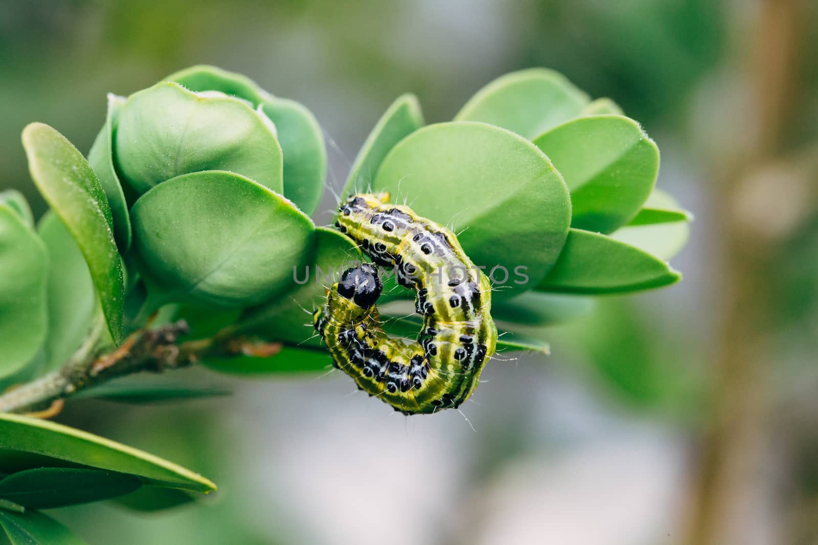 Box tree moth by FCerez