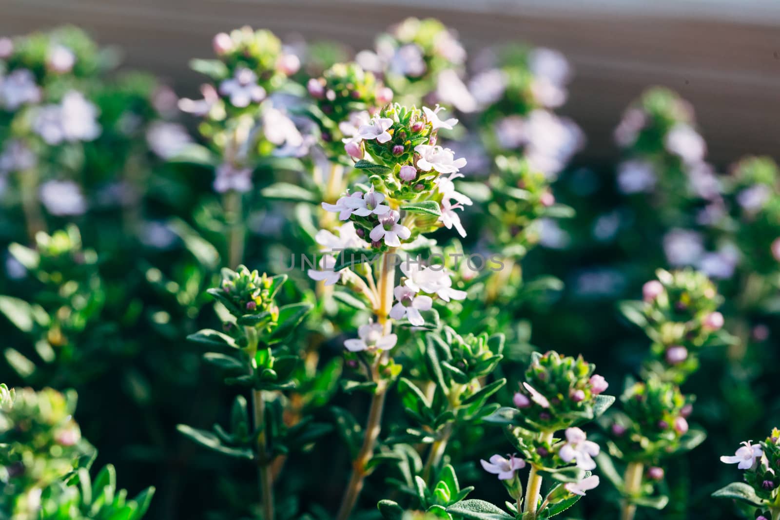 Blooming thyme herbs by FCerez