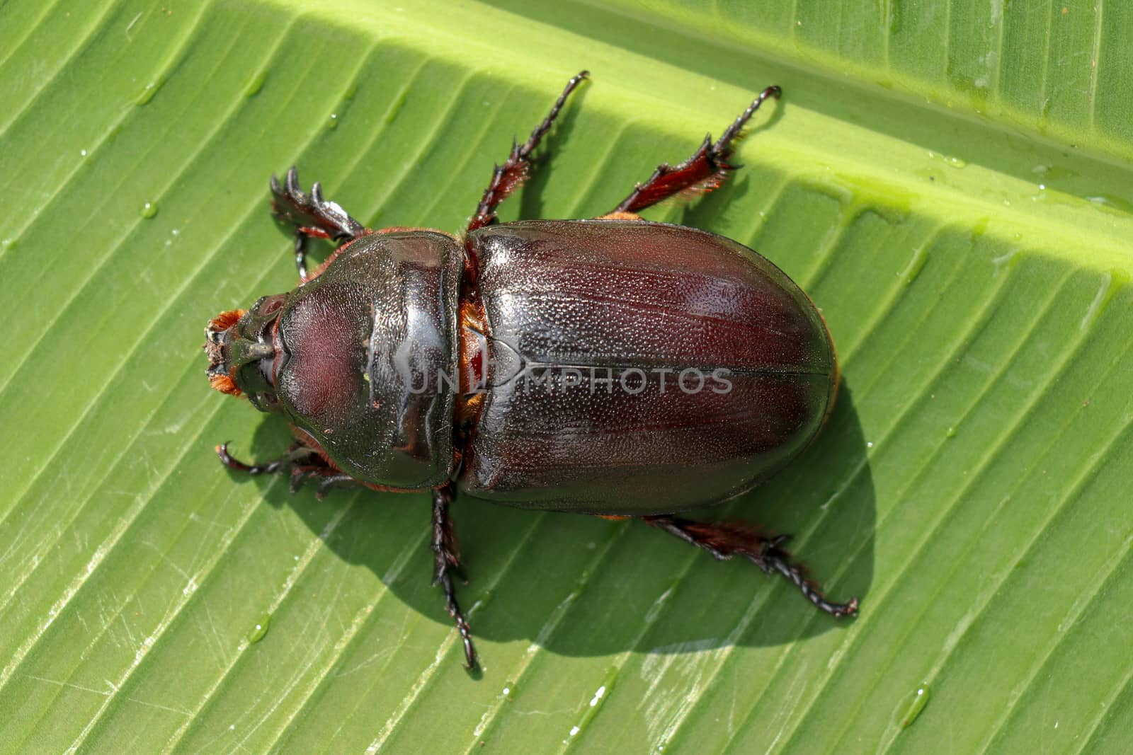 Top view of European Rhinoceros Beetle. Oryctes Nasicornis on a green leaf and flower. Macro shot of beautiful beetle in nature. Closeup shot of male Rhinoceros beetle. Amazing natural background.