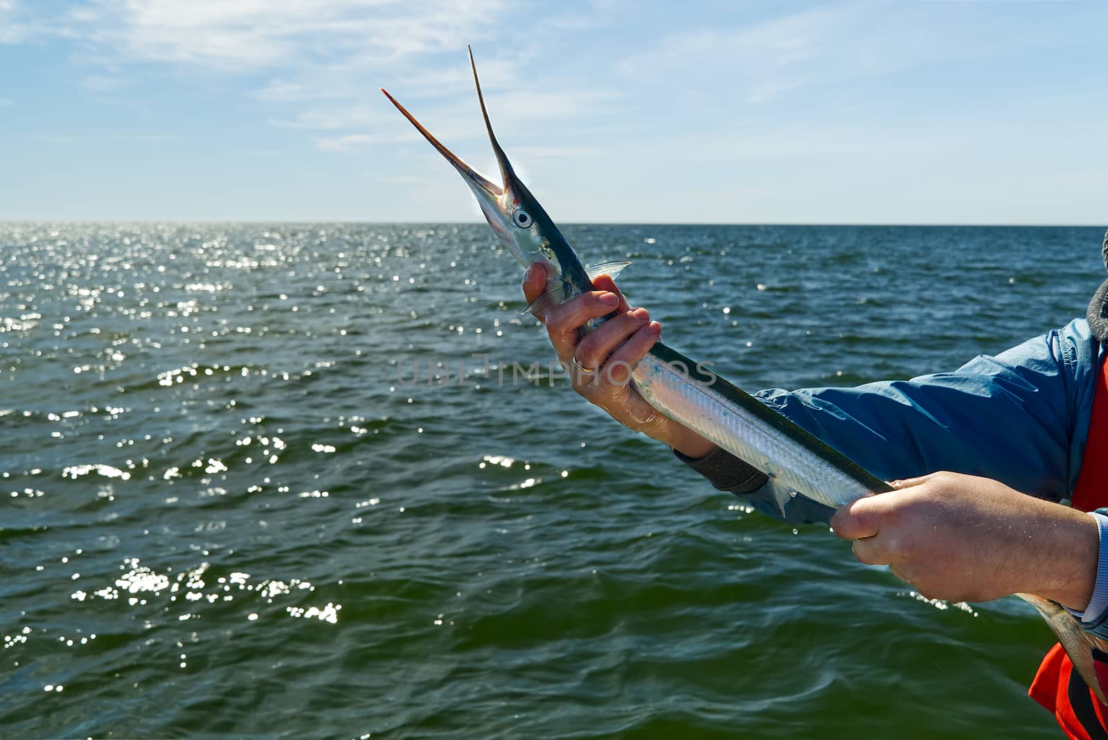 Fisherman holds caught garfish in his hand.Garfish caught on the spining bait. Garfish from boat at sea