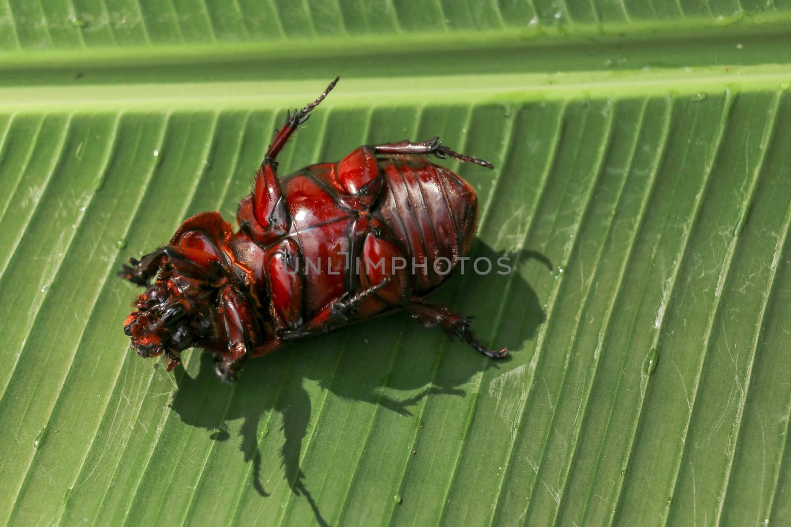 View of European Rhinoceros Beetle. Oryctes Nasicornis on a green leaf and flower. Macro shot of beautiful beetle in nature. Closeup shot of male Rhinoceros beetle. Amazing natural background.