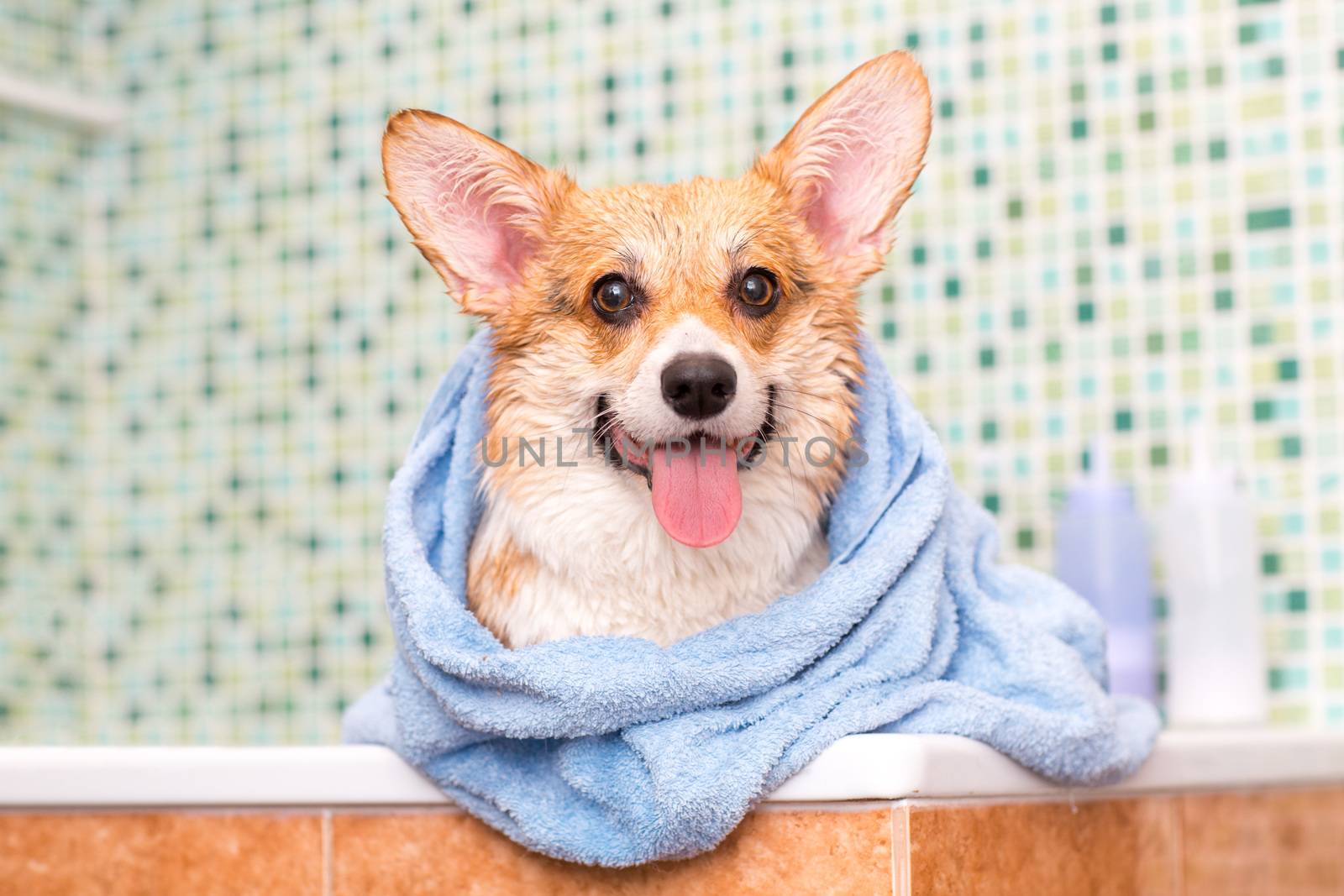 Corgi dog with towel after wash in the bathroom