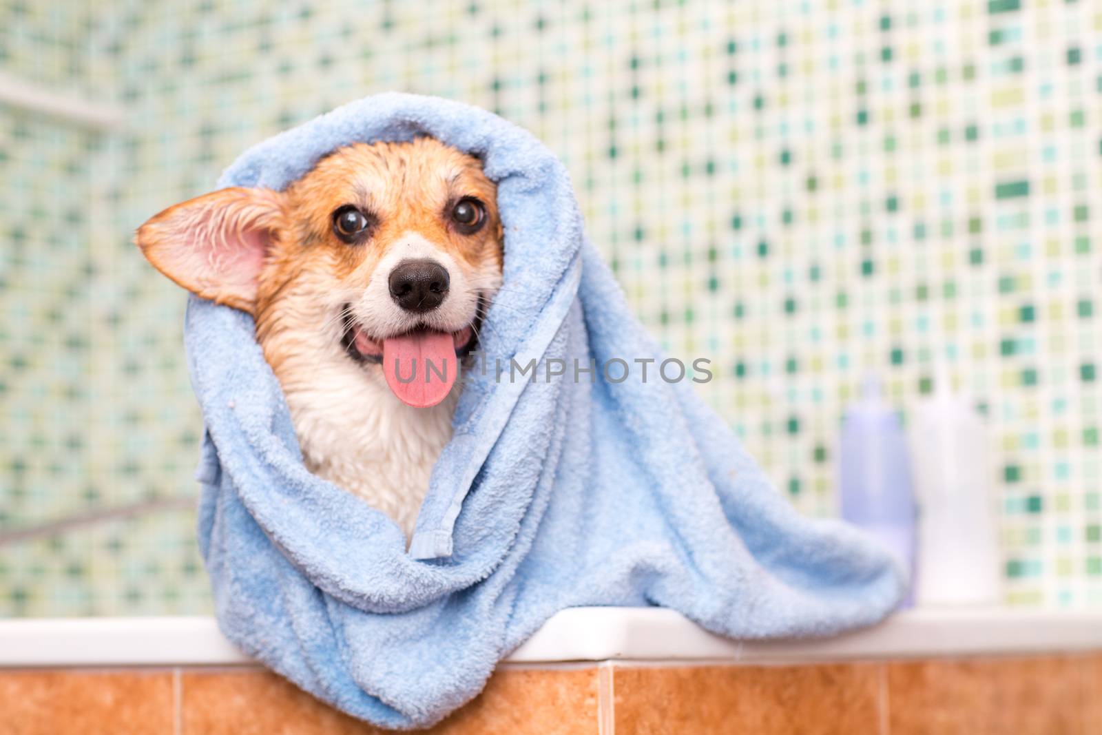 Corgi dog with towel after wash in the bathroom.