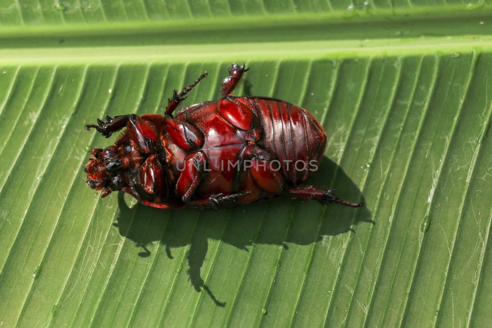 View of European Rhinoceros Beetle. Oryctes Nasicornis on a green leaf and flower. Macro shot of beautiful beetle in nature. Closeup shot of male Rhinoceros beetle. Amazing natural background.