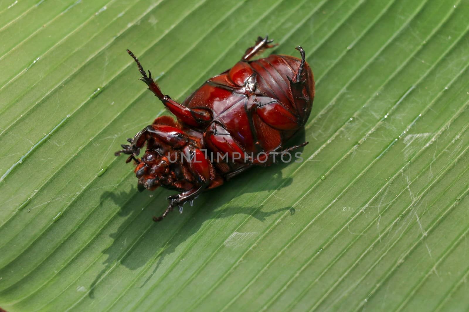 View of European Rhinoceros Beetle. Oryctes Nasicornis on a green leaf and flower. Macro shot of beautiful beetle in nature. Closeup shot of male Rhinoceros beetle. Amazing natural background.