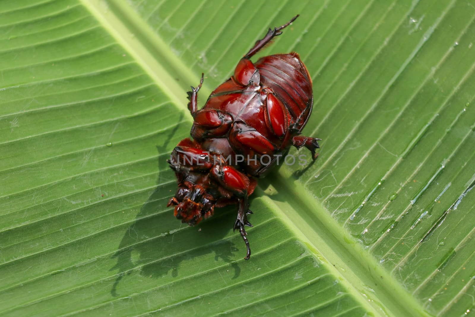 View of European Rhinoceros Beetle. Oryctes Nasicornis on a green leaf and flower. Macro shot of beautiful beetle in nature. Closeup shot of male Rhinoceros beetle. Amazing natural background.