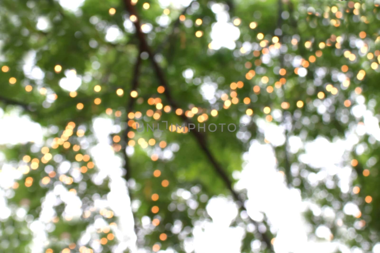 blurred tree and bokeh light colorful for background nature decoration garden romantic