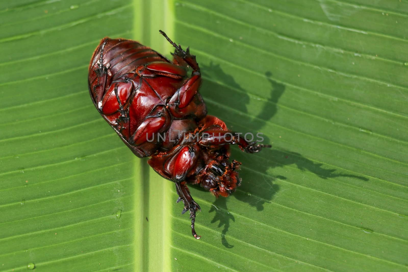 View of European Rhinoceros Beetle. Oryctes Nasicornis on a green leaf and flower. Macro shot of beautiful beetle in nature. Closeup shot of male Rhinoceros beetle. Amazing natural background.