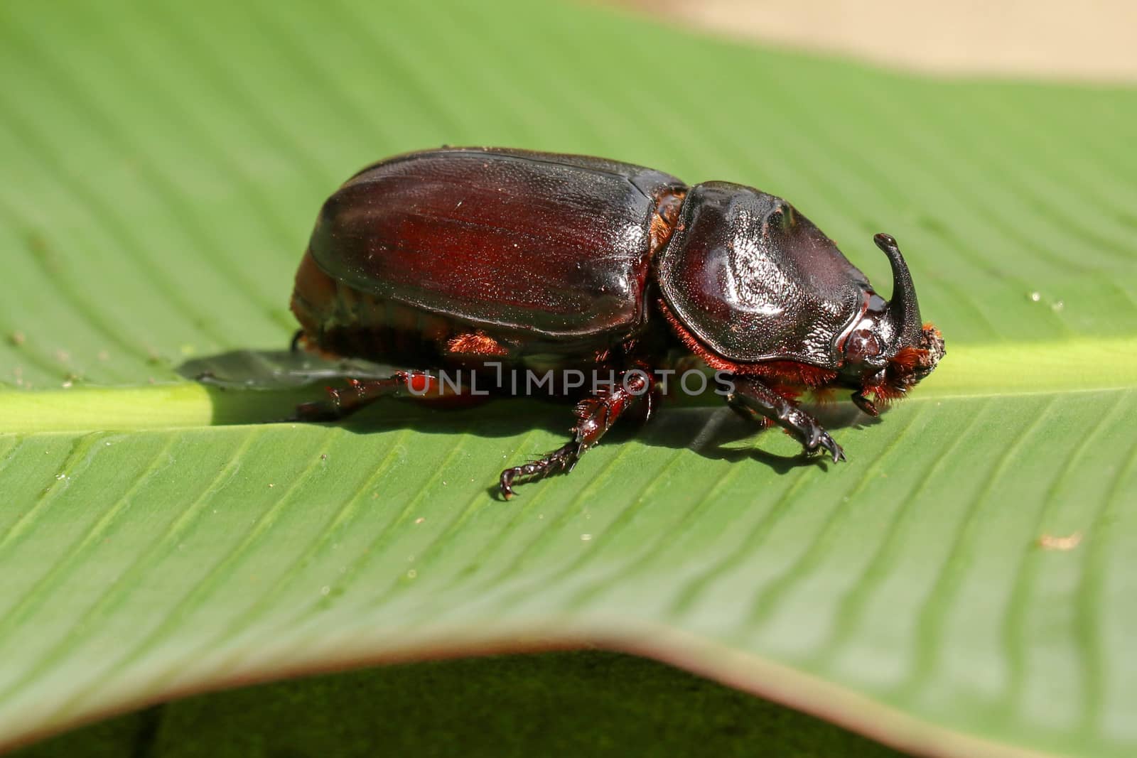 Side view of European Rhinoceros Beetle. Oryctes Nasicornis on a green leaf and flower. Macro shot of beautiful beetle in nature. Closeup shot of male Rhinoceros beetle. Amazing natural background.