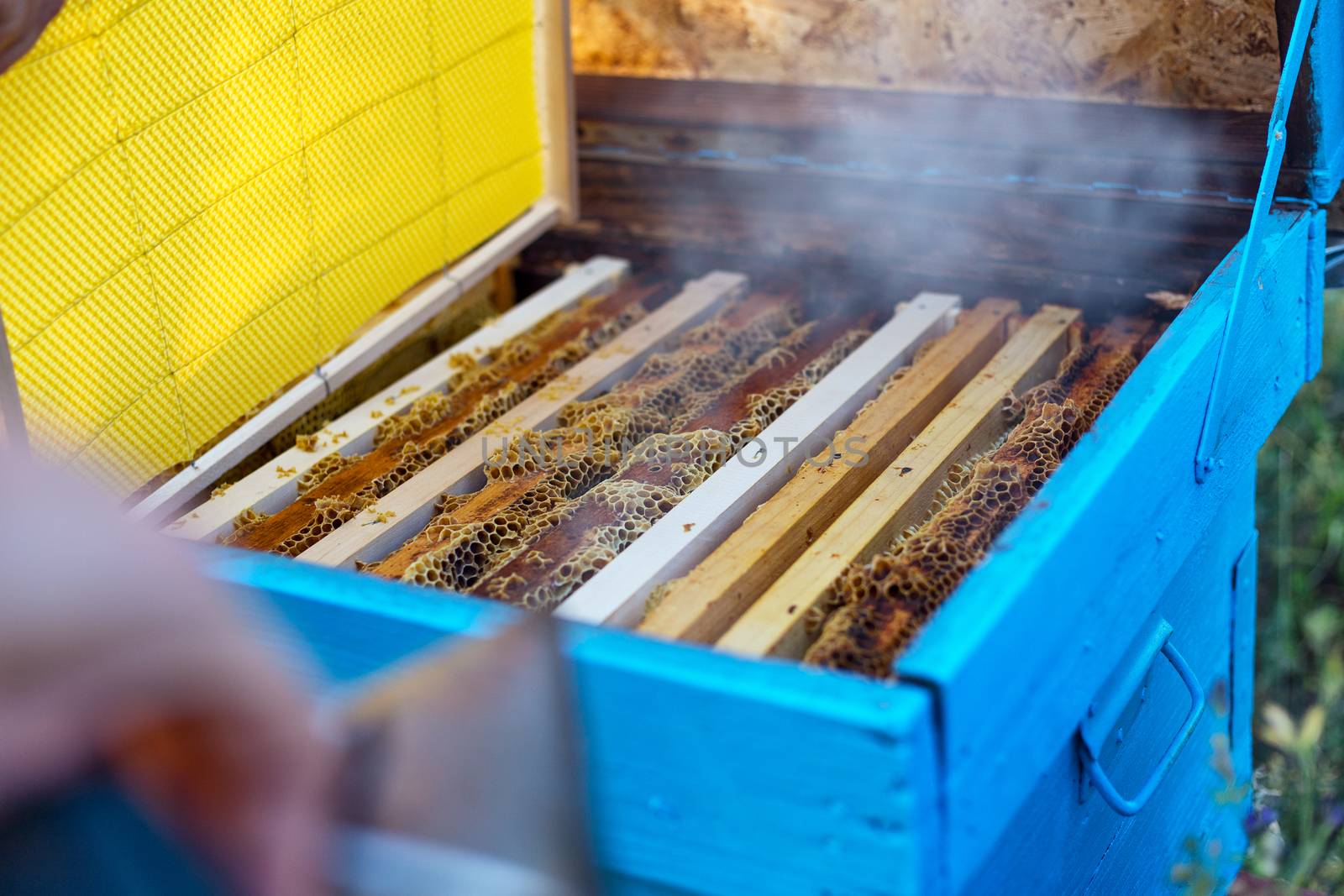 New honeycomb frame insert into the hive