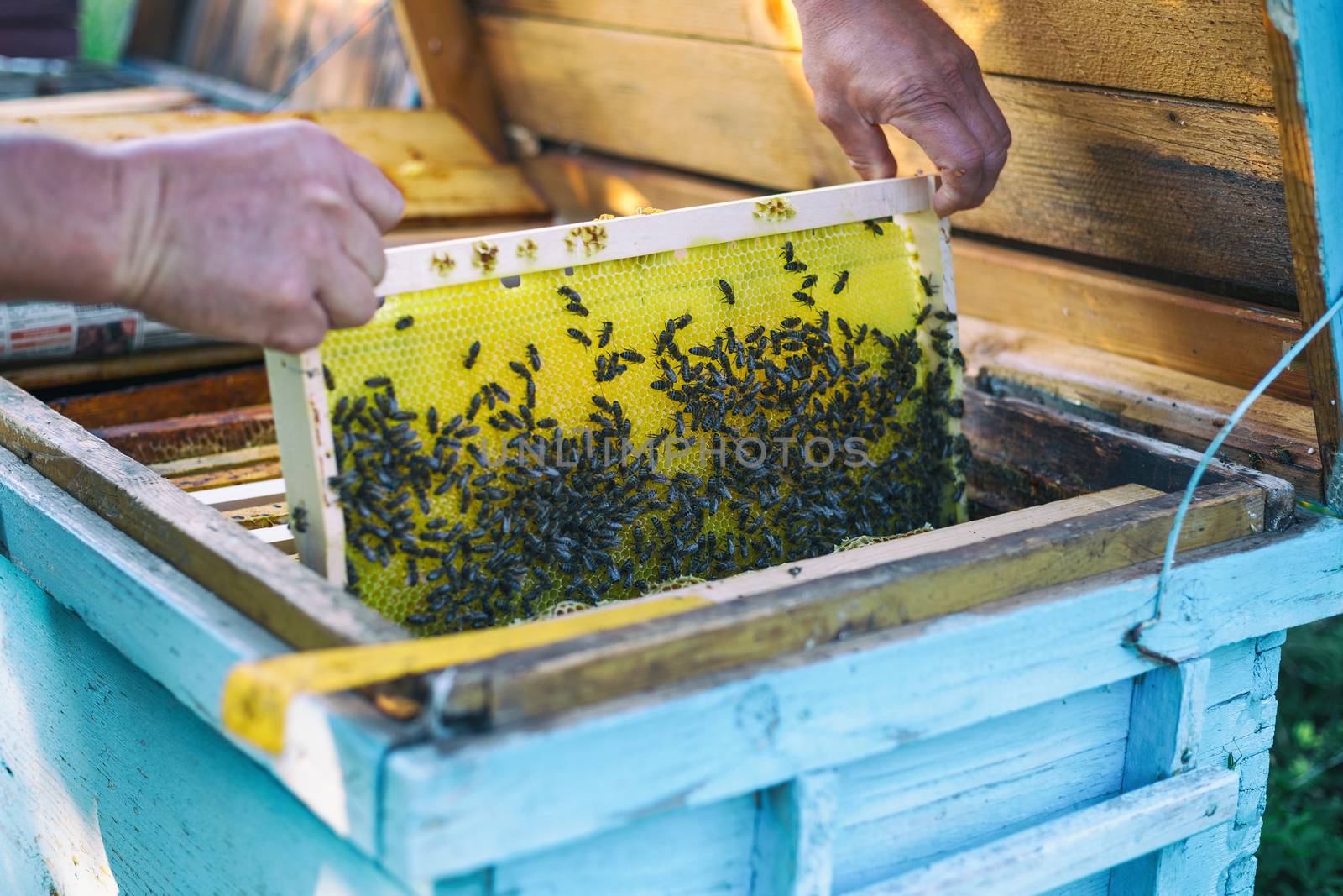 New honeycomb frame insert into the hive