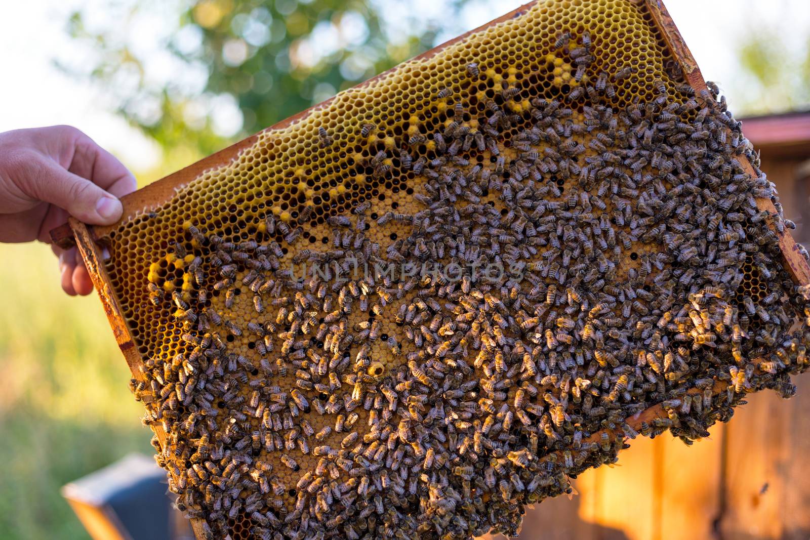 Man holding honeycomb frame for checking the bees