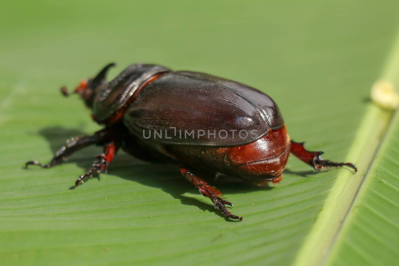 Back view of European Rhinoceros Beetle. Oryctes Nasicornis on a green leaf and flower. Macro shot of beautiful beetle in nature. Closeup shot of male Rhinoceros beetle. Amazing natural background.