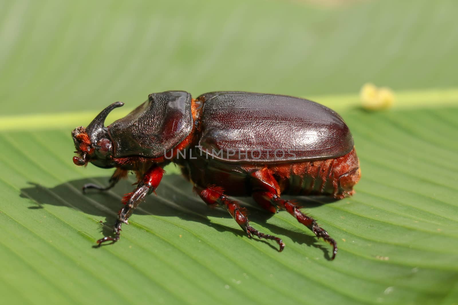 Side view of European Rhinoceros Beetle. Oryctes Nasicornis on a green leaf and flower. Macro shot of beautiful beetle in nature. Closeup shot of male Rhinoceros beetle. Amazing natural background.