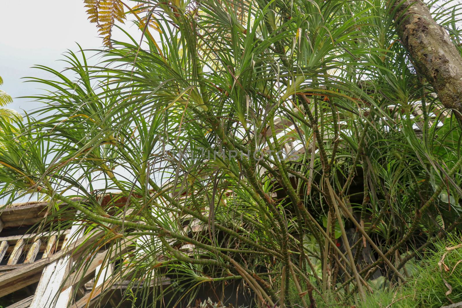 Hala Pandanus tectorius, Pandanus odoratissimus. The key selling point of this plant is foliage. long and smooth leaf, cluster into clump. good growing beside see. close up, natural sunlight.