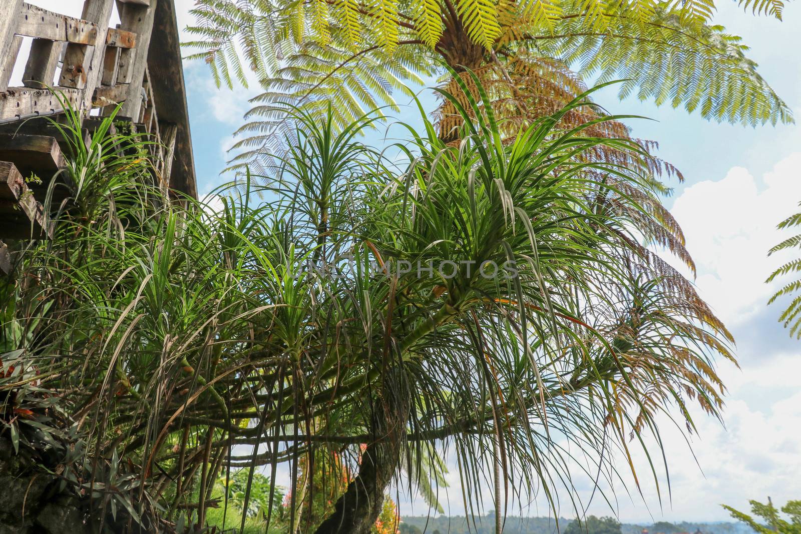 Hala Pandanus tectorius, Pandanus odoratissimus. The key selling point of this plant is foliage. long and smooth leaf, cluster into clump. good growing beside see. close up, natural sunlight.