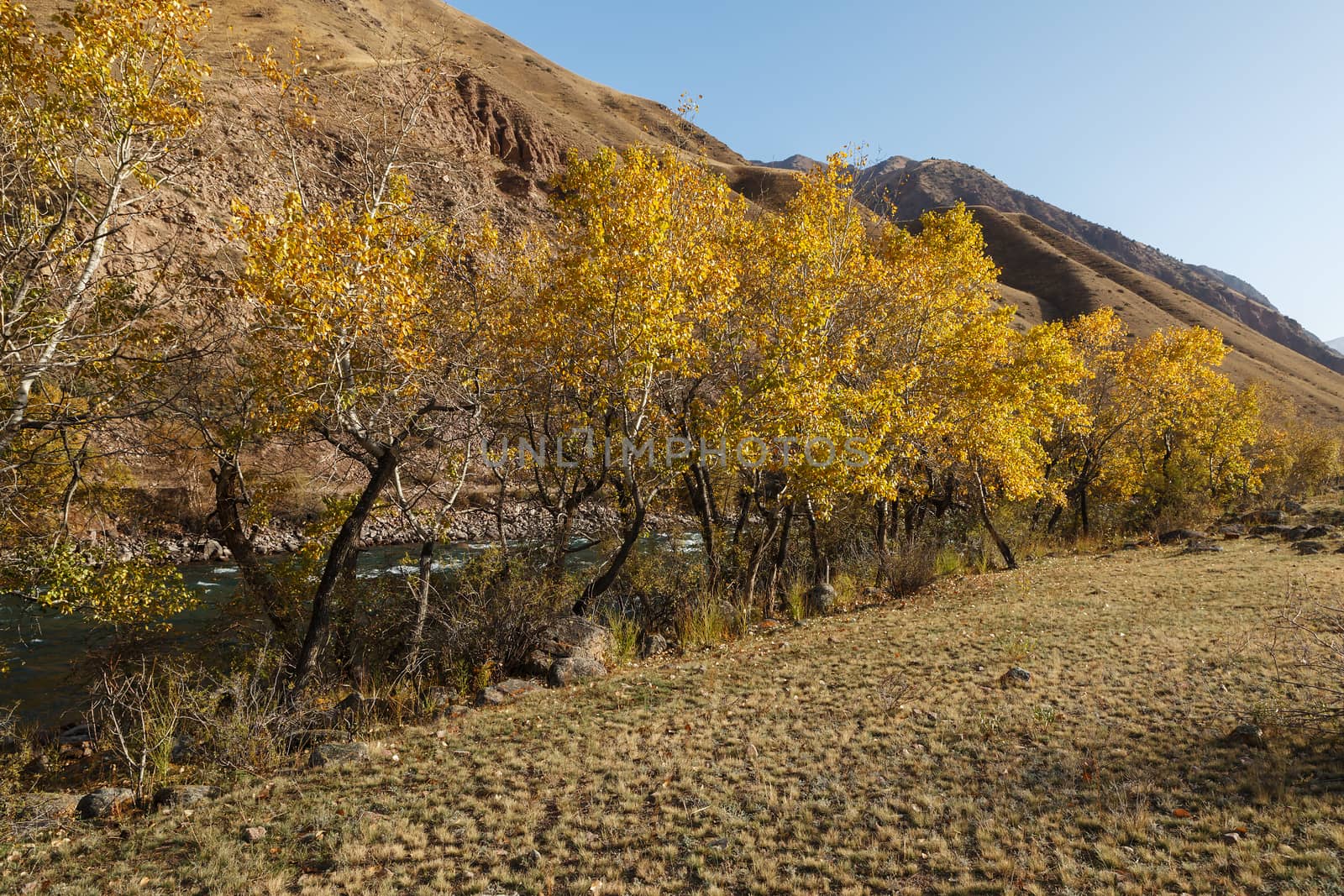 Trees with yellow leaves on the banks of a mountain river. Autumn landscape. Kokemeren river, Kyrgyzstan.