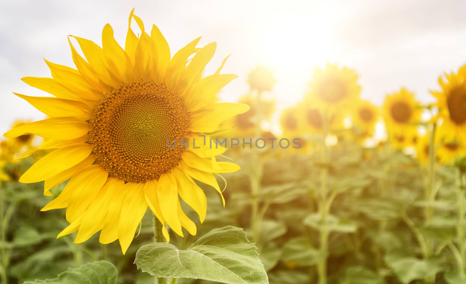 Field of sunflowers . Close up of sunflower against a field on a by necro79