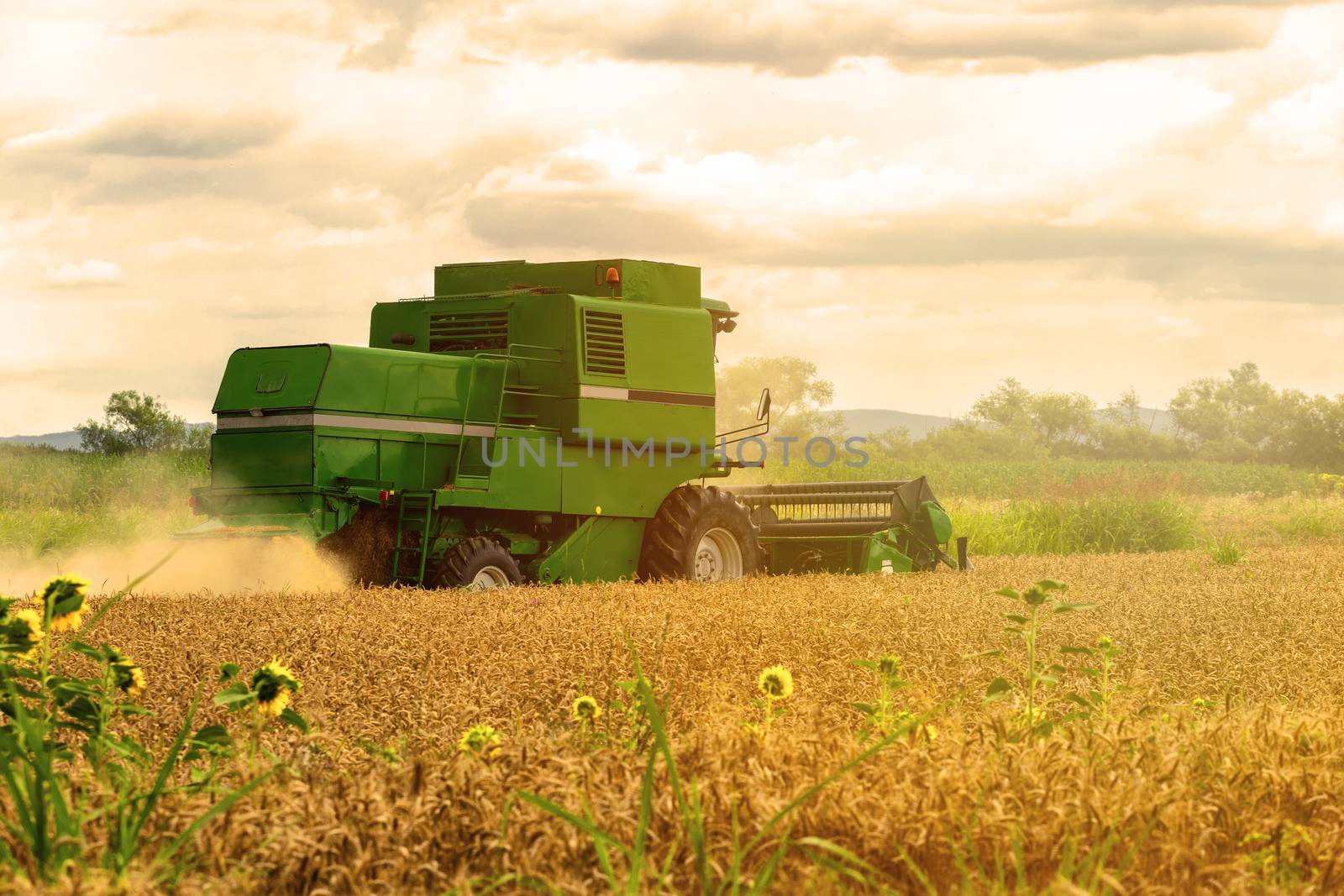 Combine harvester in action on wheat field. Harvesting is the process of gathering a ripe crop from the fields.