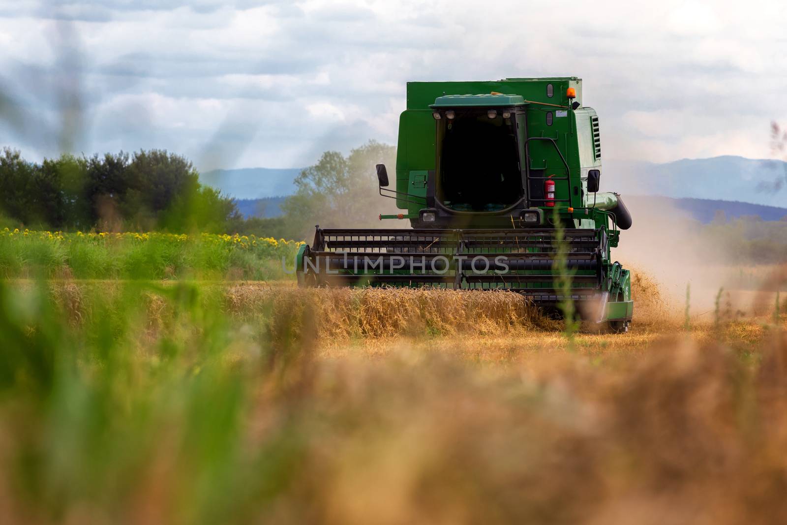 Combine harvester agriculture machine harvesting golden ripe wheat field