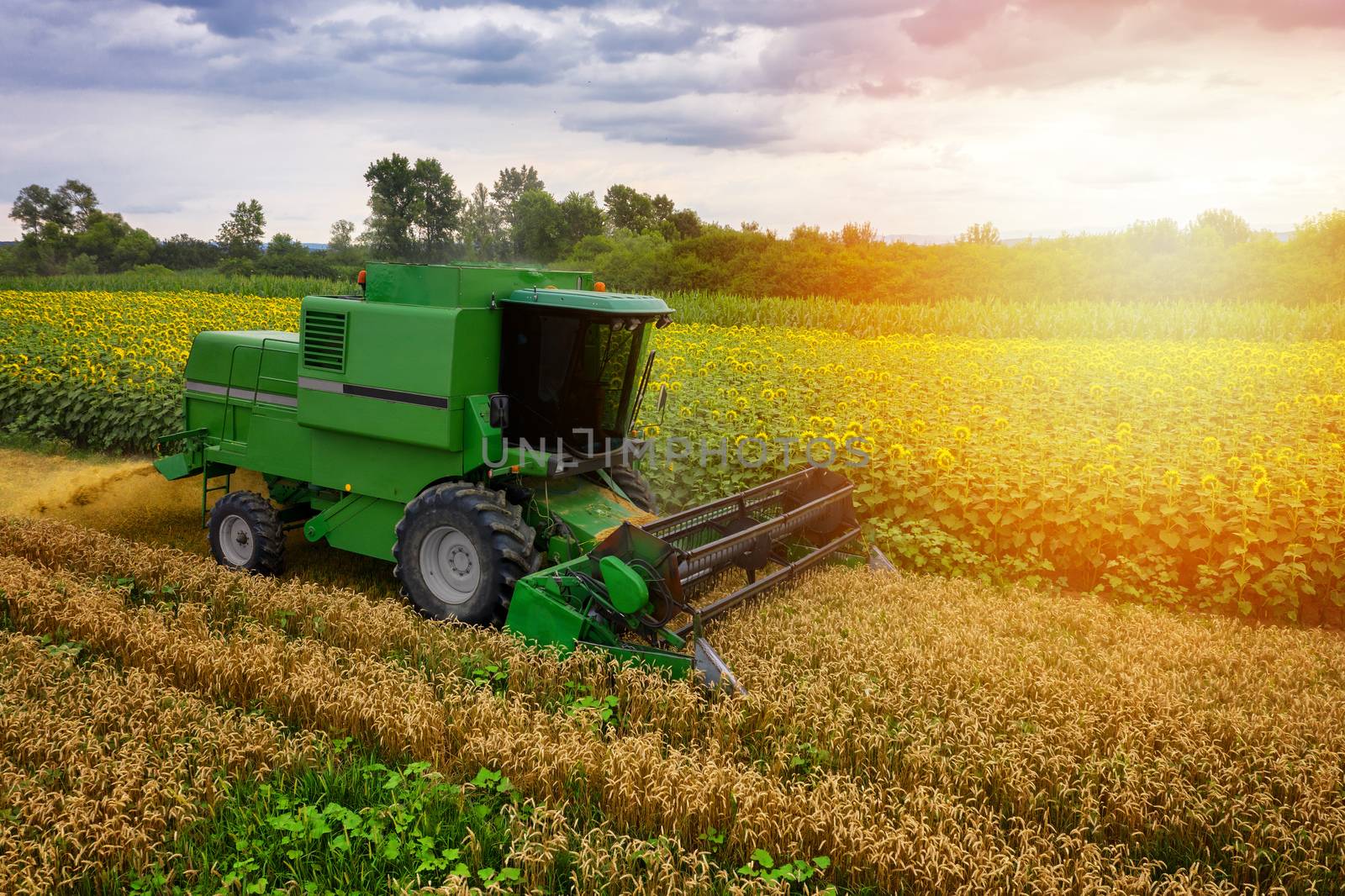 Combine harvester on a wheat field with blue sky, drone aerial v by necro79