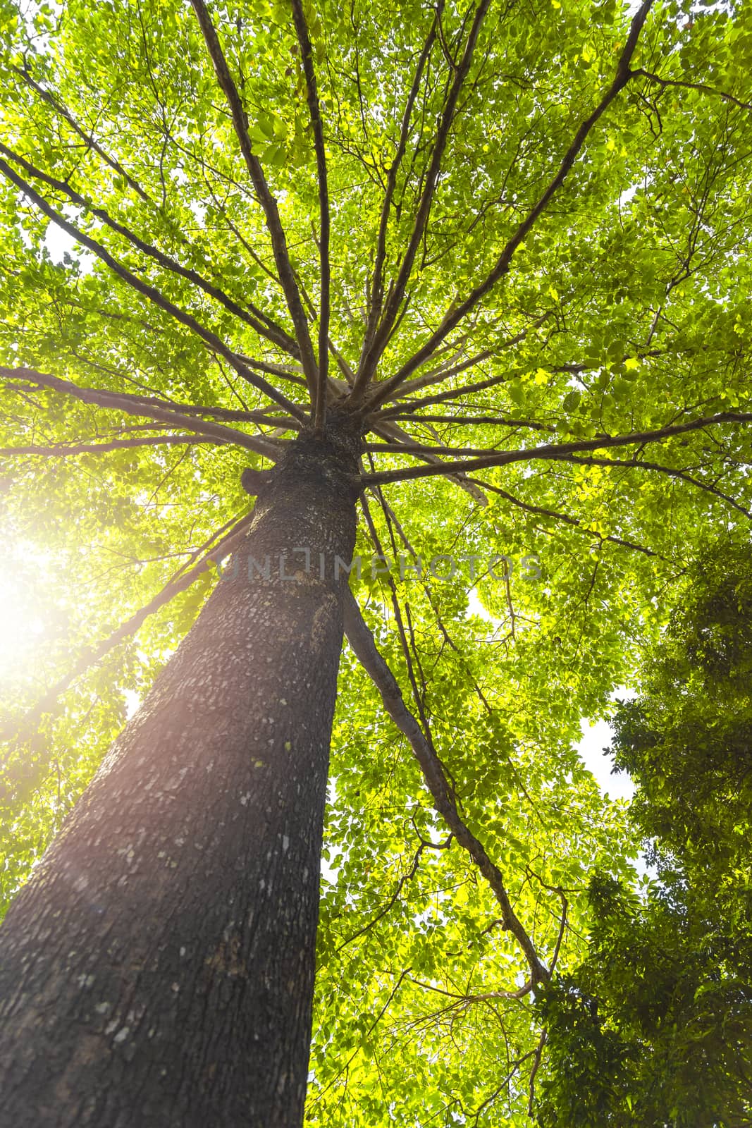 Green concept. Top tree with green Leaves shot from below and sun light.
