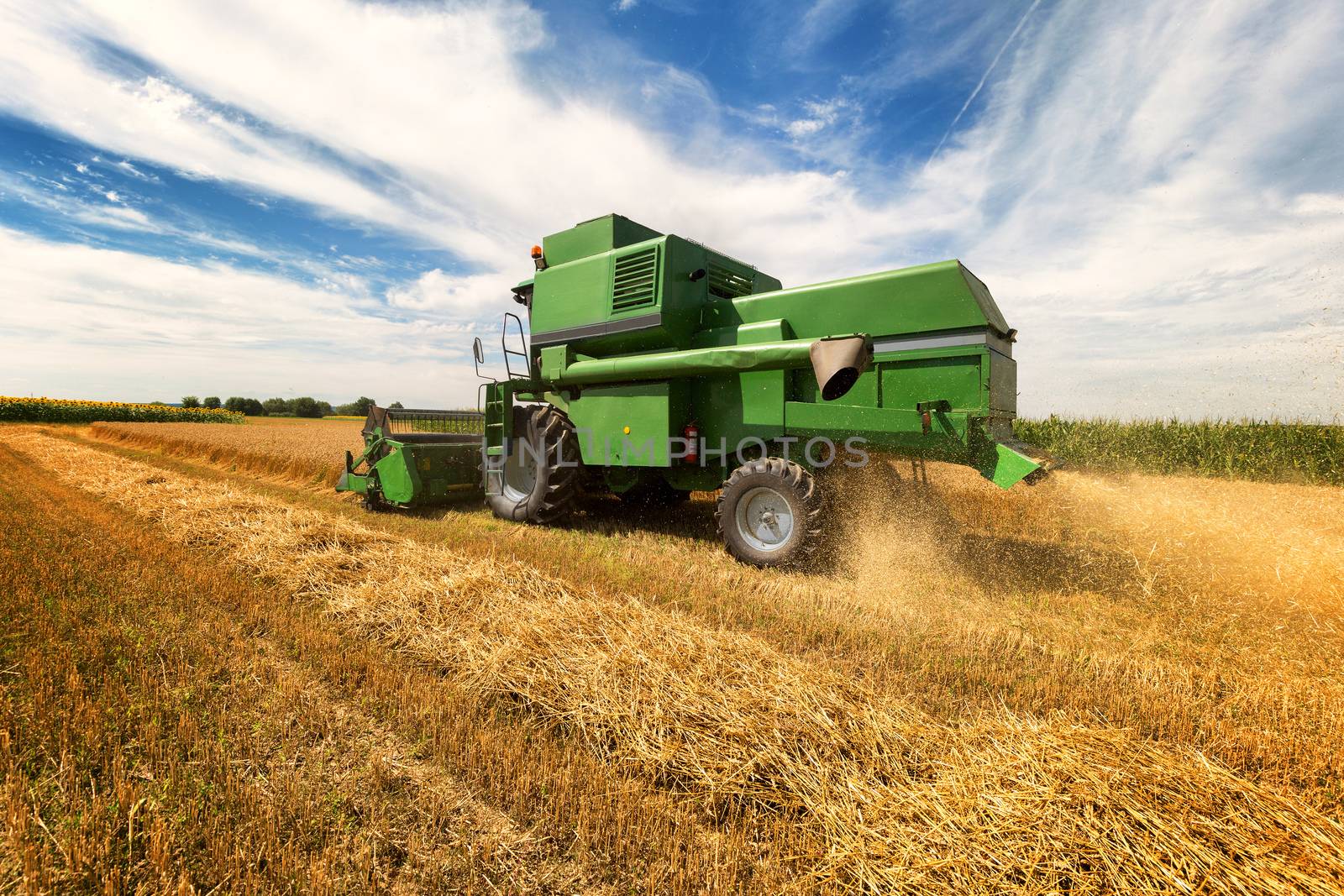 Harvesting wheat harvester on a sunny summer day