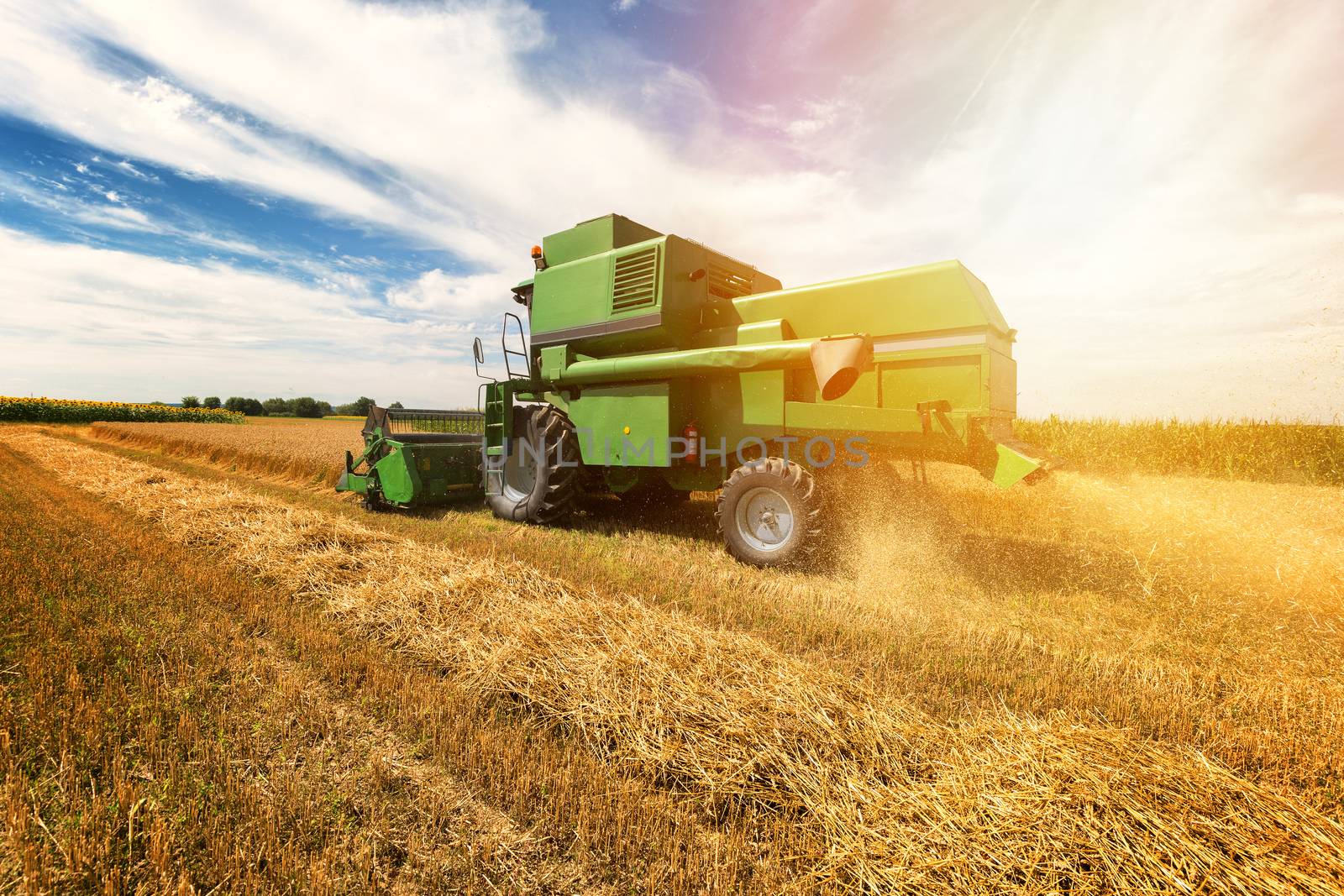 Harvesting wheat harvester on a sunny summer day