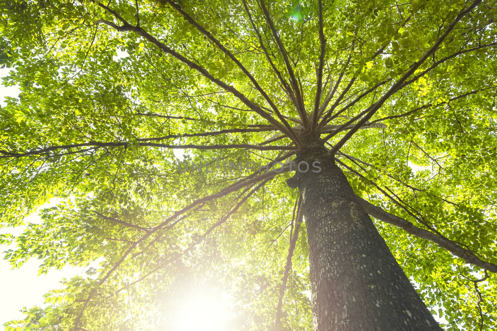 Green concept. Top tree with green Leaves shot from below and sun light.