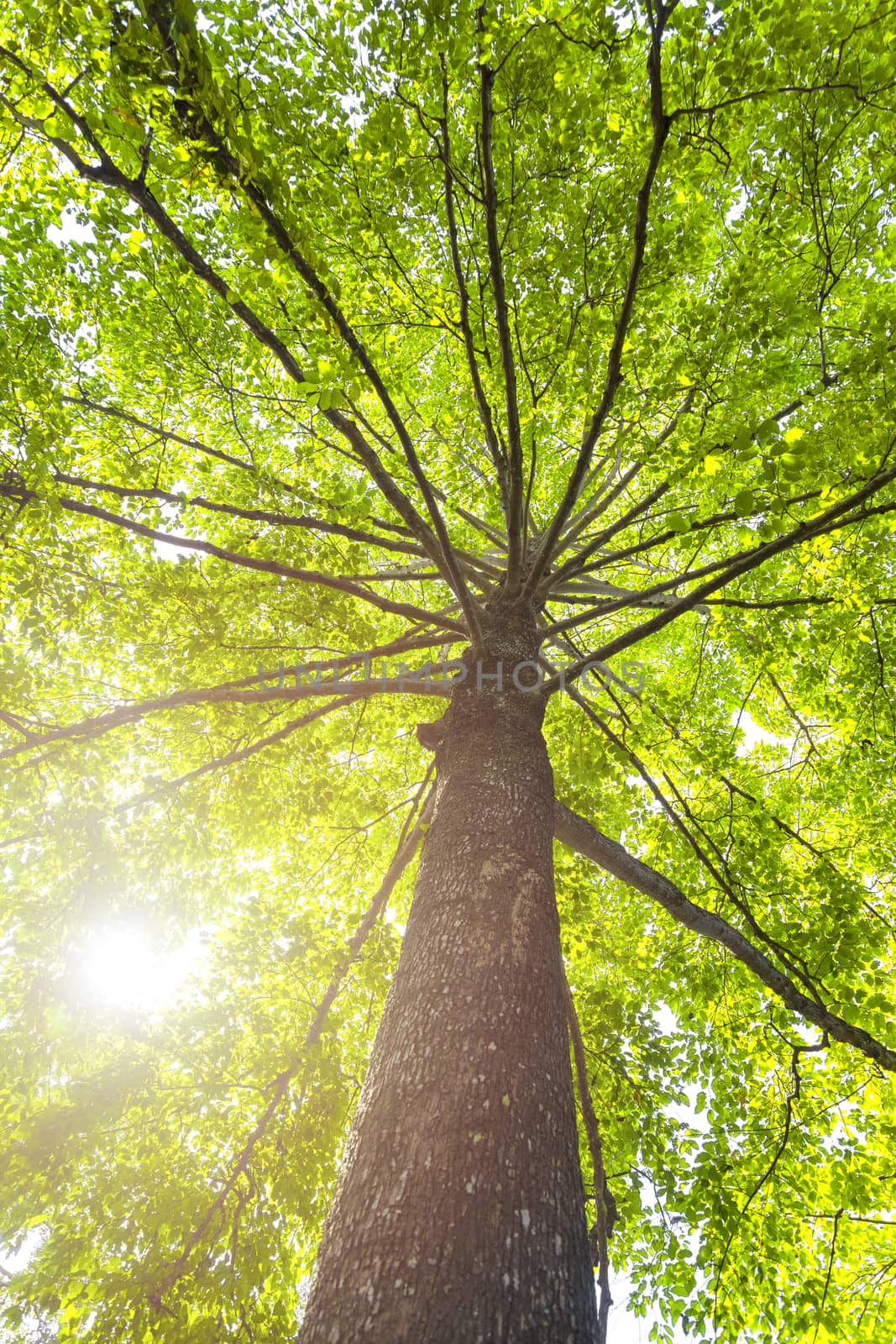 Green concept. Top tree with green Leaves shot from below and sun light.