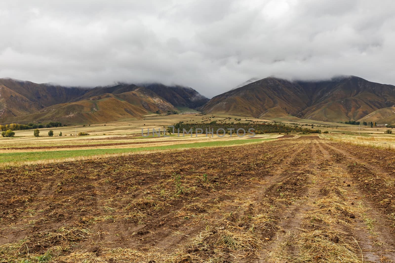 potato field on a background of mountains, the northern shore of Lake Issyk-Kul, Kyrgyzstan