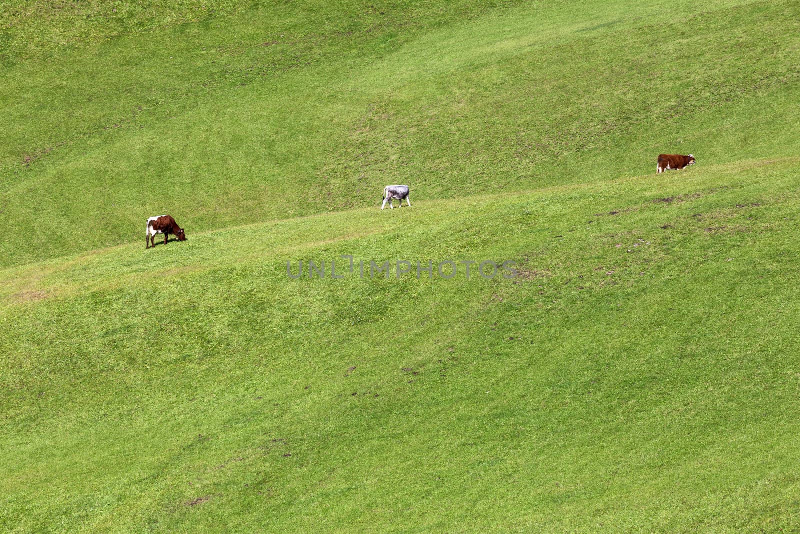 Cows gazing on hills of Val di Funes, Italy, Dolomites, Europe by necro79