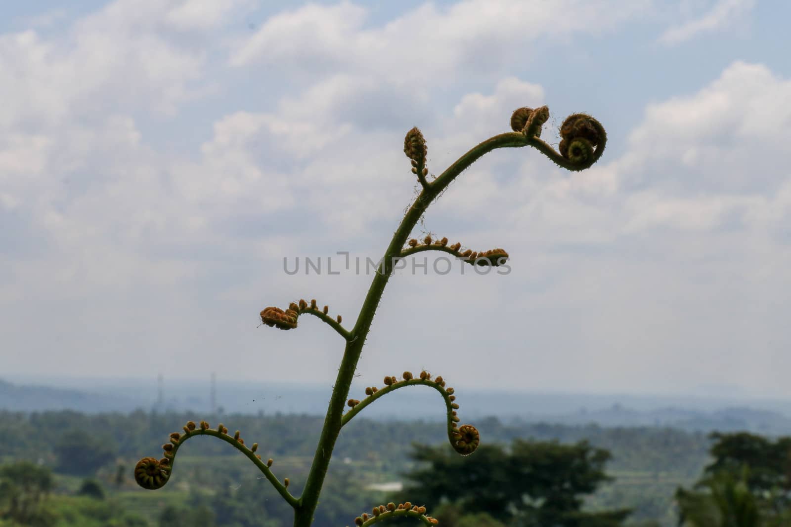 Young leaves Cyathea Arborea are rolled up and as they grow they unroll until they reach their horizontal position. West Indian treefern are produced in small sporangia on bottom side of their leaves