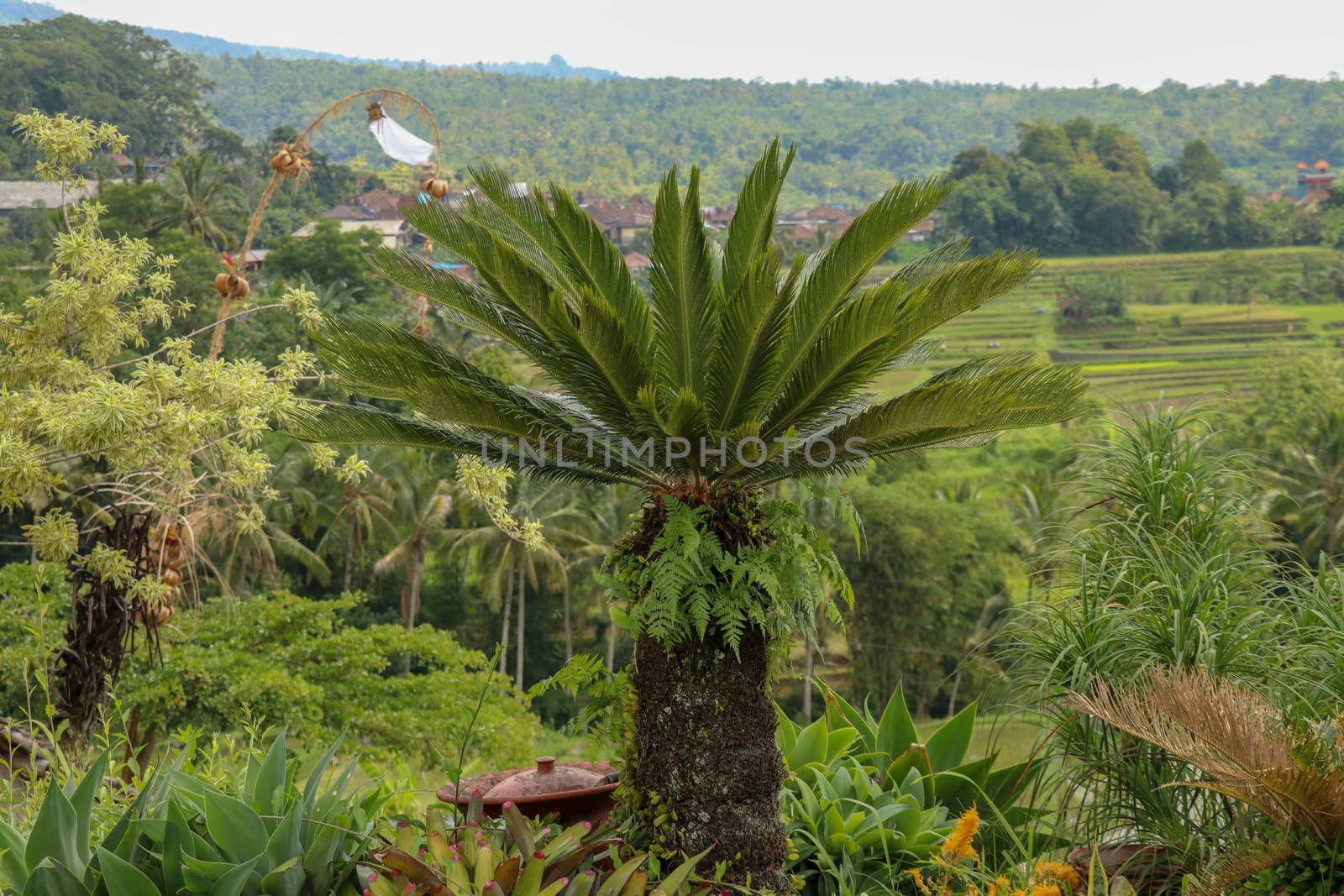 Very symmetrical plant Cycas revoluta Thunb supports a crown of shiny, dark green leaves on a thick shaggy trunk. Green leaf background of Sago Palm. Sing sago, sago cycad, sago palm leaves