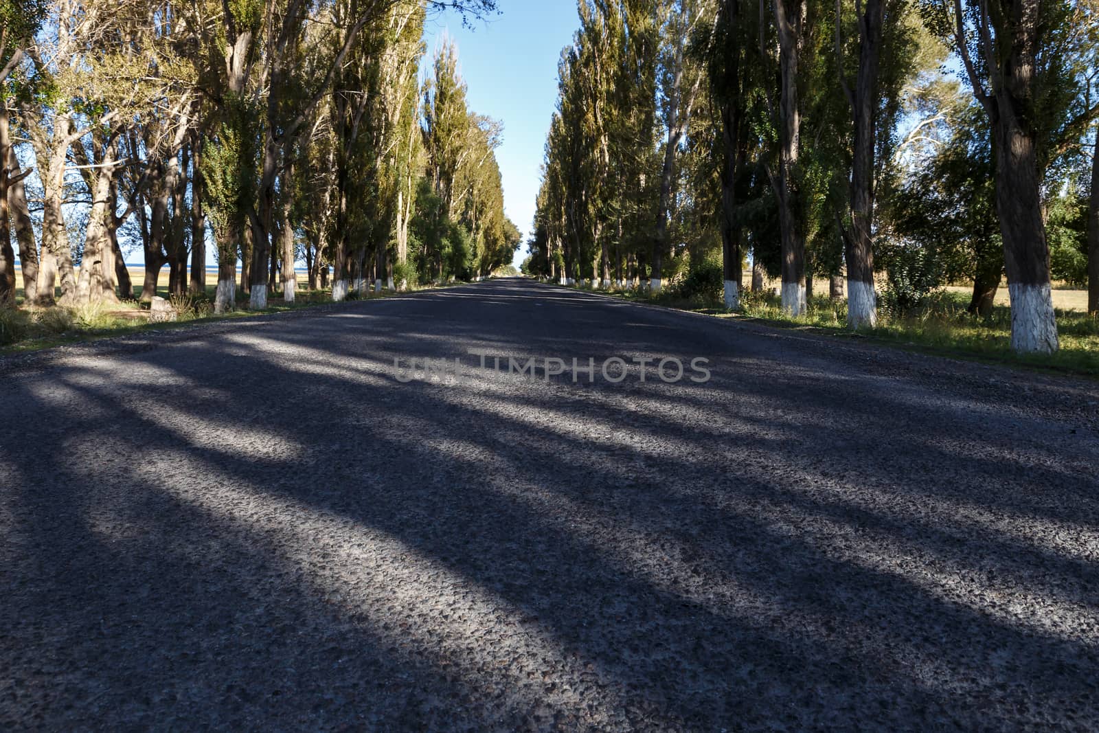 asphalt road along the southern shore of Lake Issyk-Kul in Kyrgyzstan. poplar trees on the side of the road.