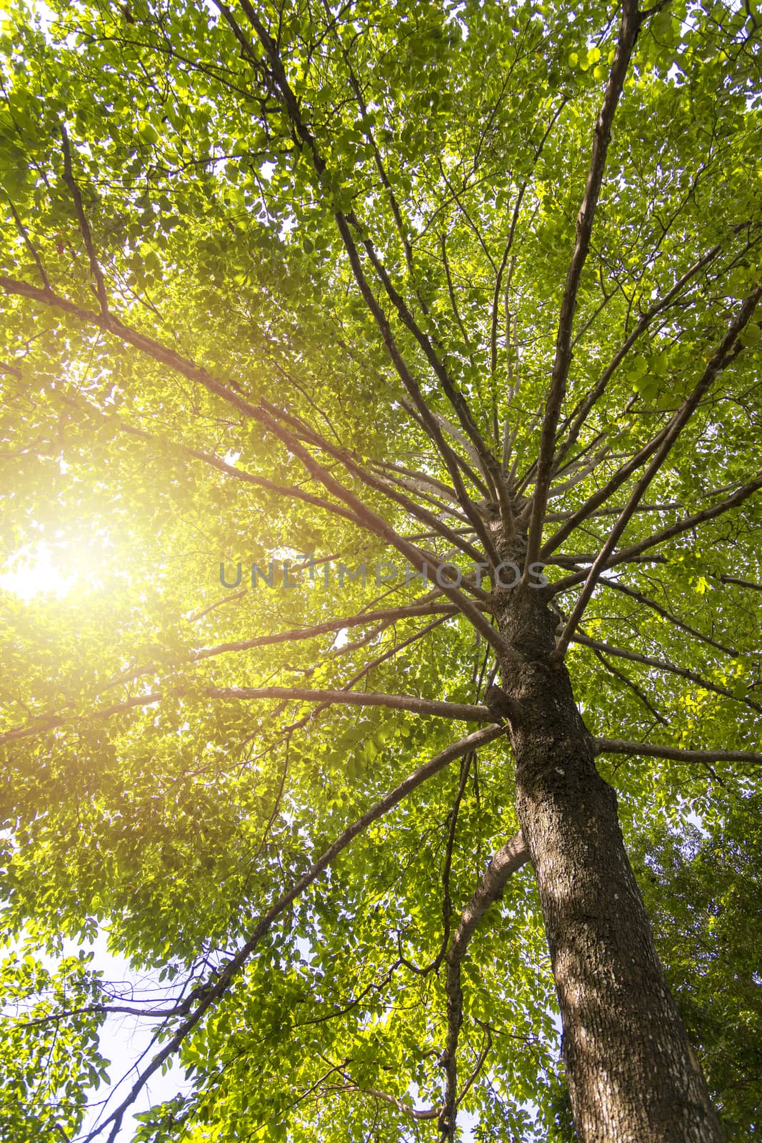 Green concept. Top tree with green Leaves shot from below and sun light.