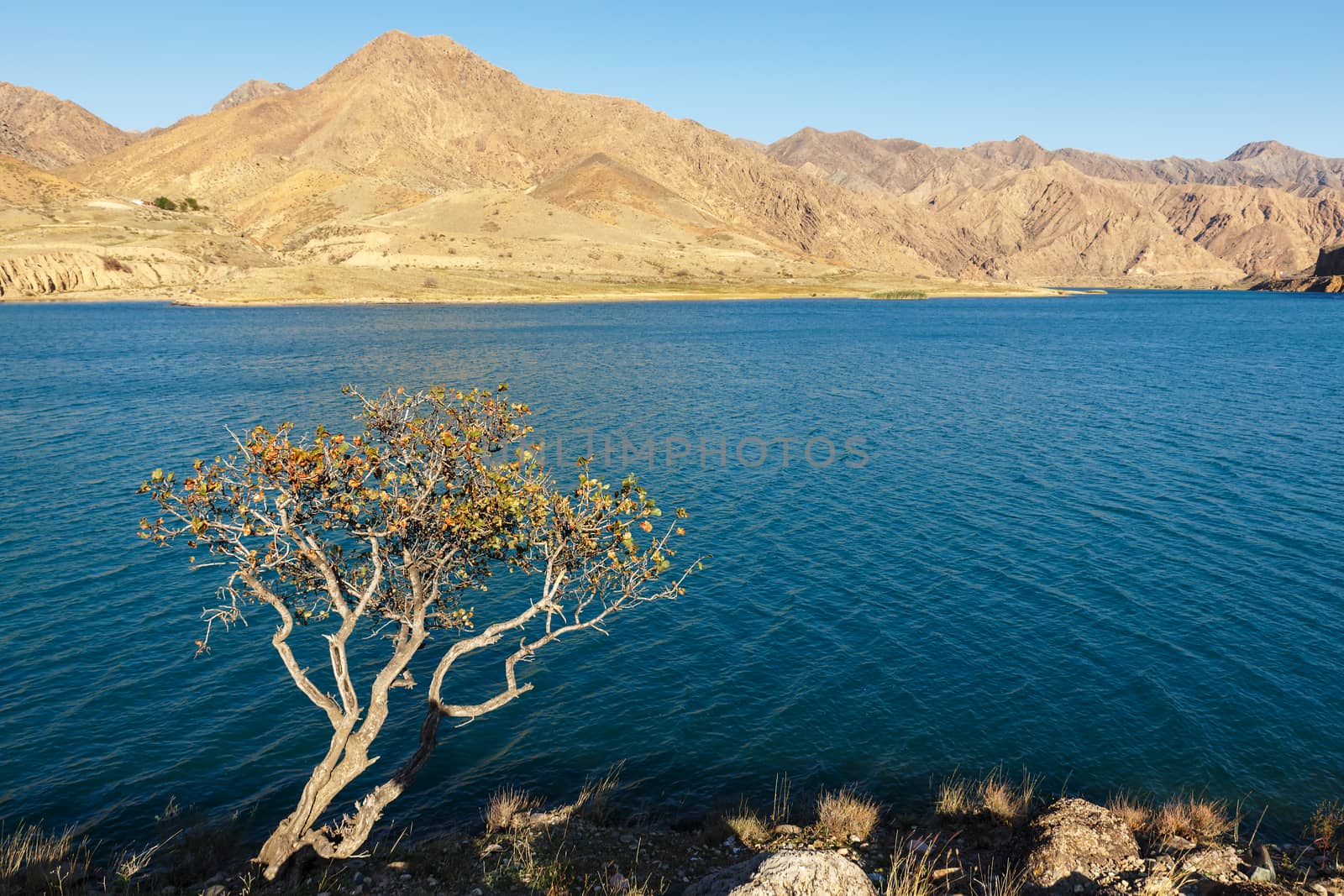 lonely tree on the bank of the Naryn river in the mountains, Kyrgyzstan