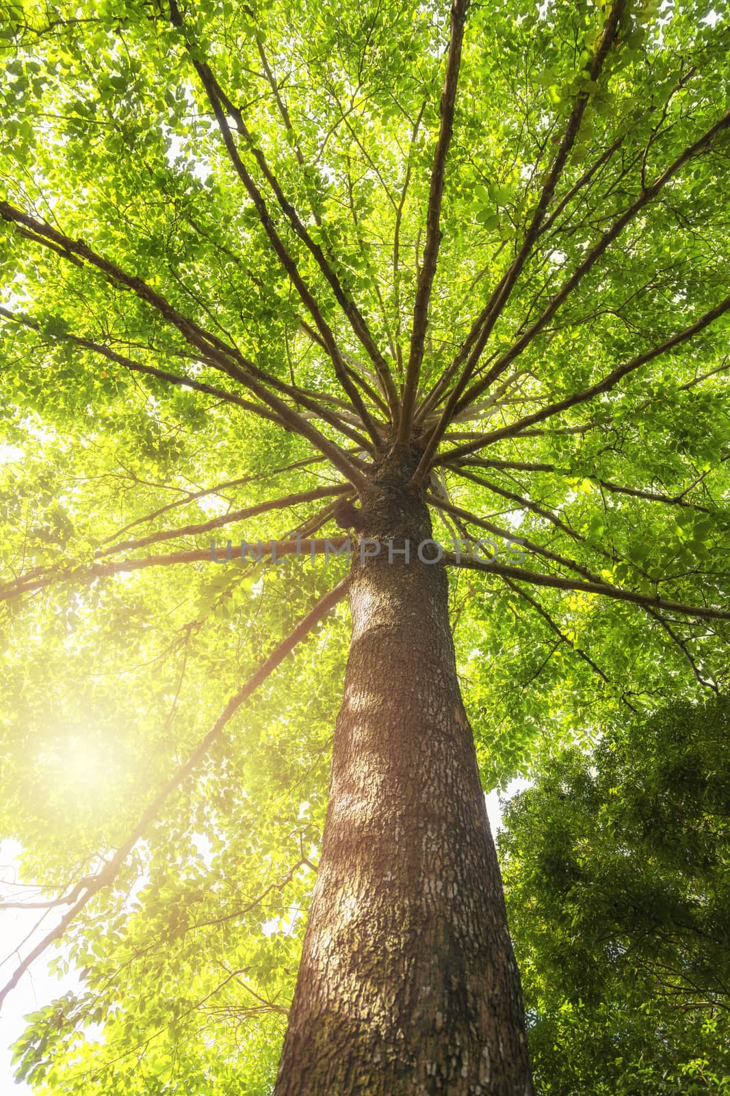 Green concept. Top tree with green Leaves shot from below and sun light.