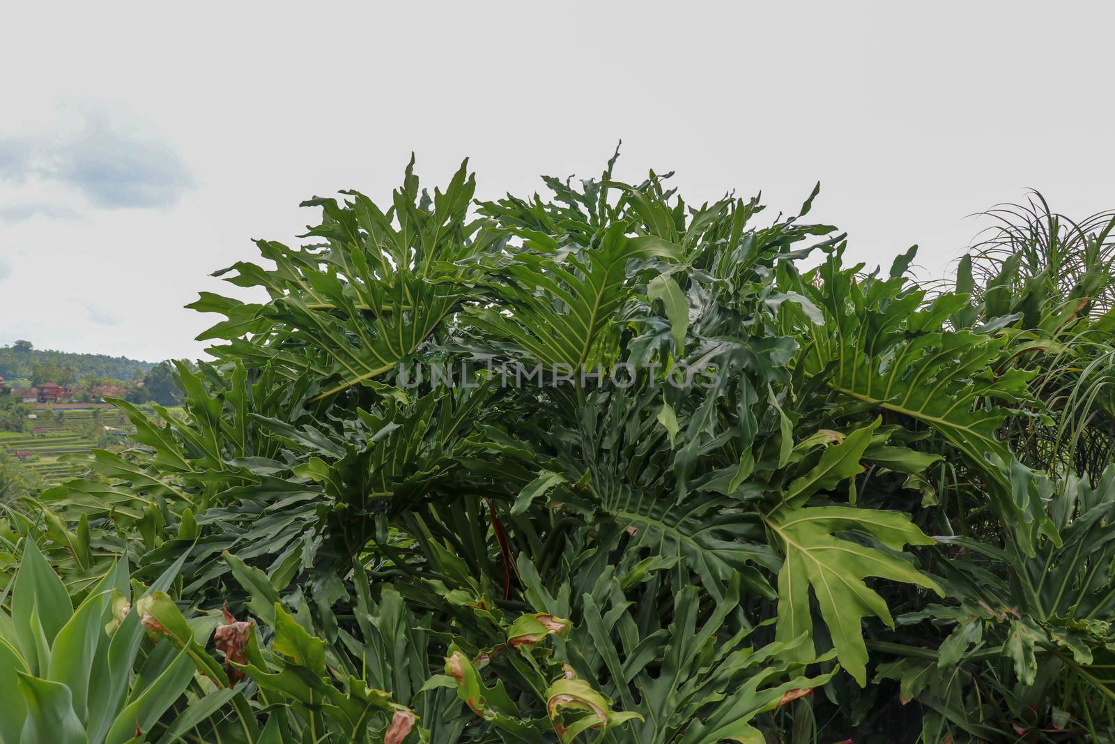 Green leaves of Philodendron Bipinnatifidum, selloum is evergreen tropical ornamental plants for garden. Colorful of dark green leaves textures, which the leaf is deep wavy shape look like feathery.