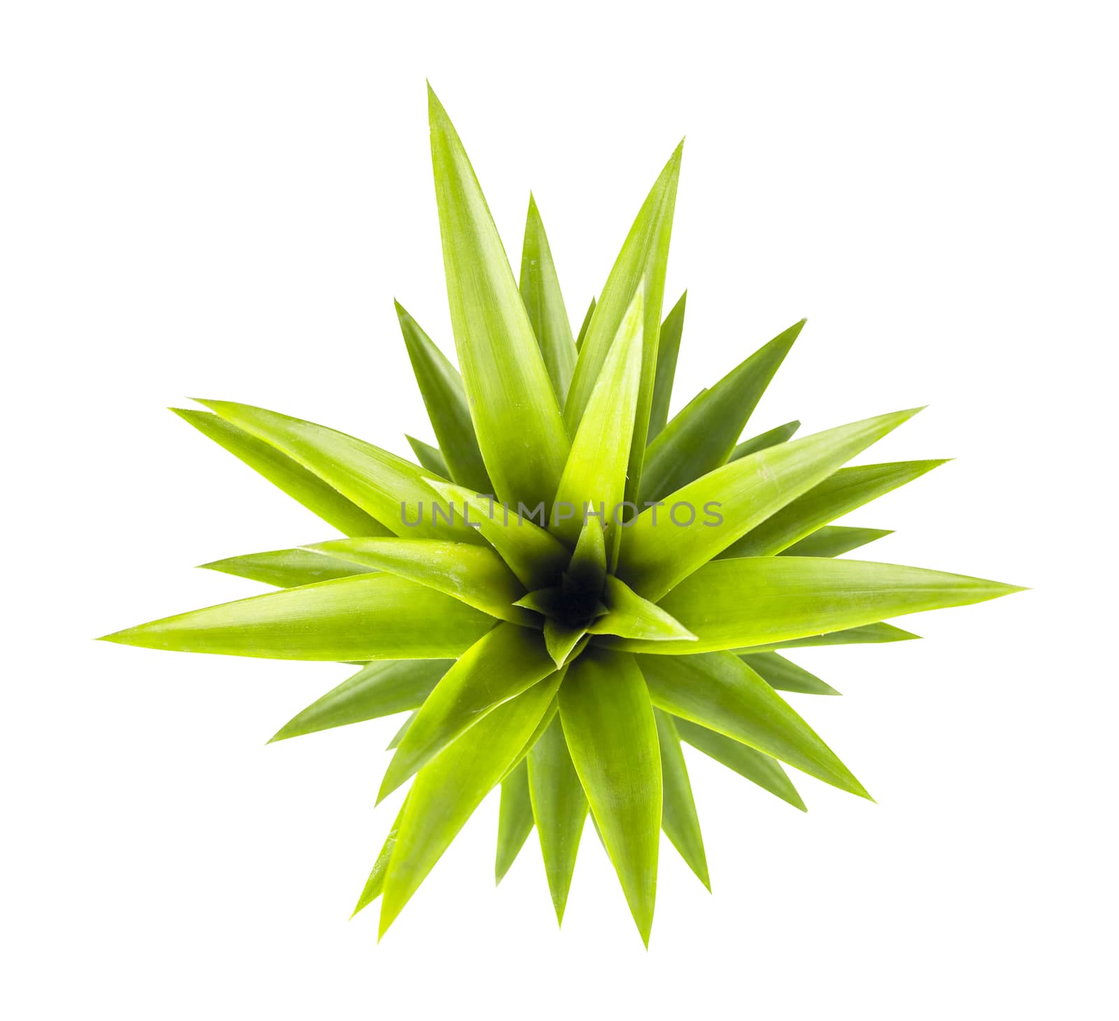 Summer concept. Top view pineapple leaves on white background. Fresh pineapple leaves. Isolate on white background. Save with clipping path.