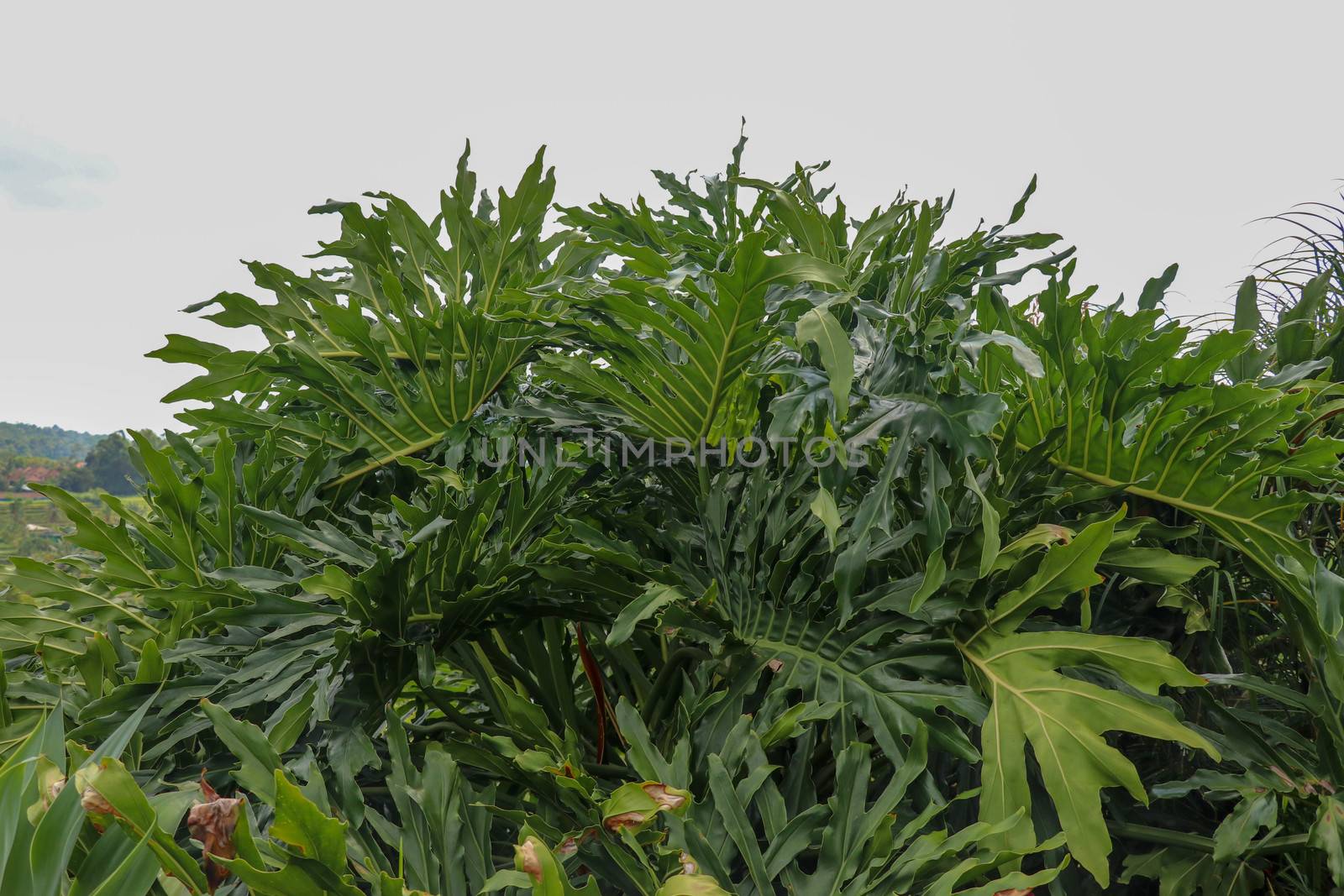 Green leaves of Philodendron Bipinnatifidum, selloum is evergreen tropical ornamental plants for garden. Colorful of dark green leaves textures, which the leaf is deep wavy shape look like feathery.