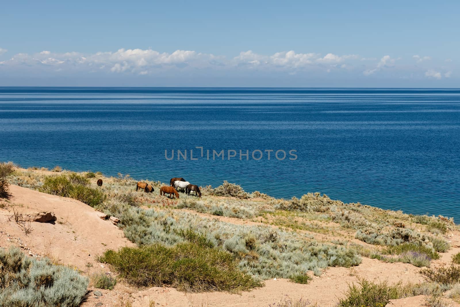 horses on the shore of Lake Issyk-Kul in Kyrgyzstan