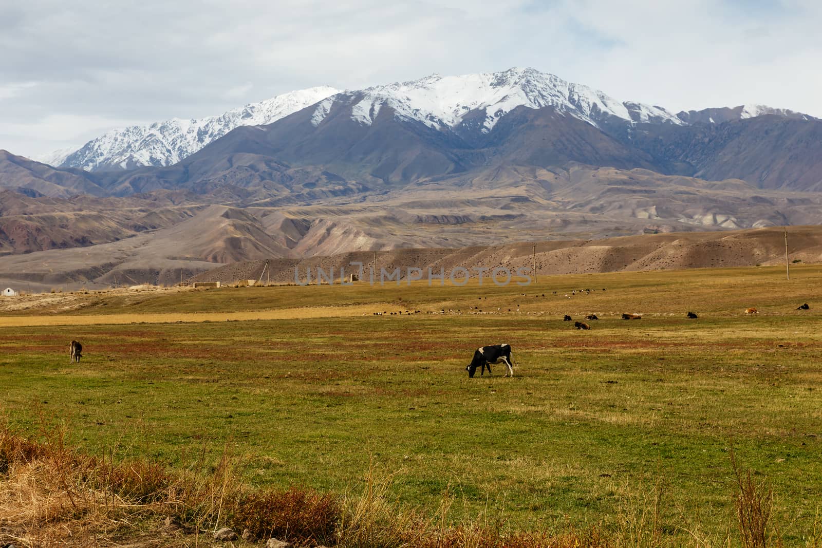 Cows graze in a pasture near the mountains by Mieszko9