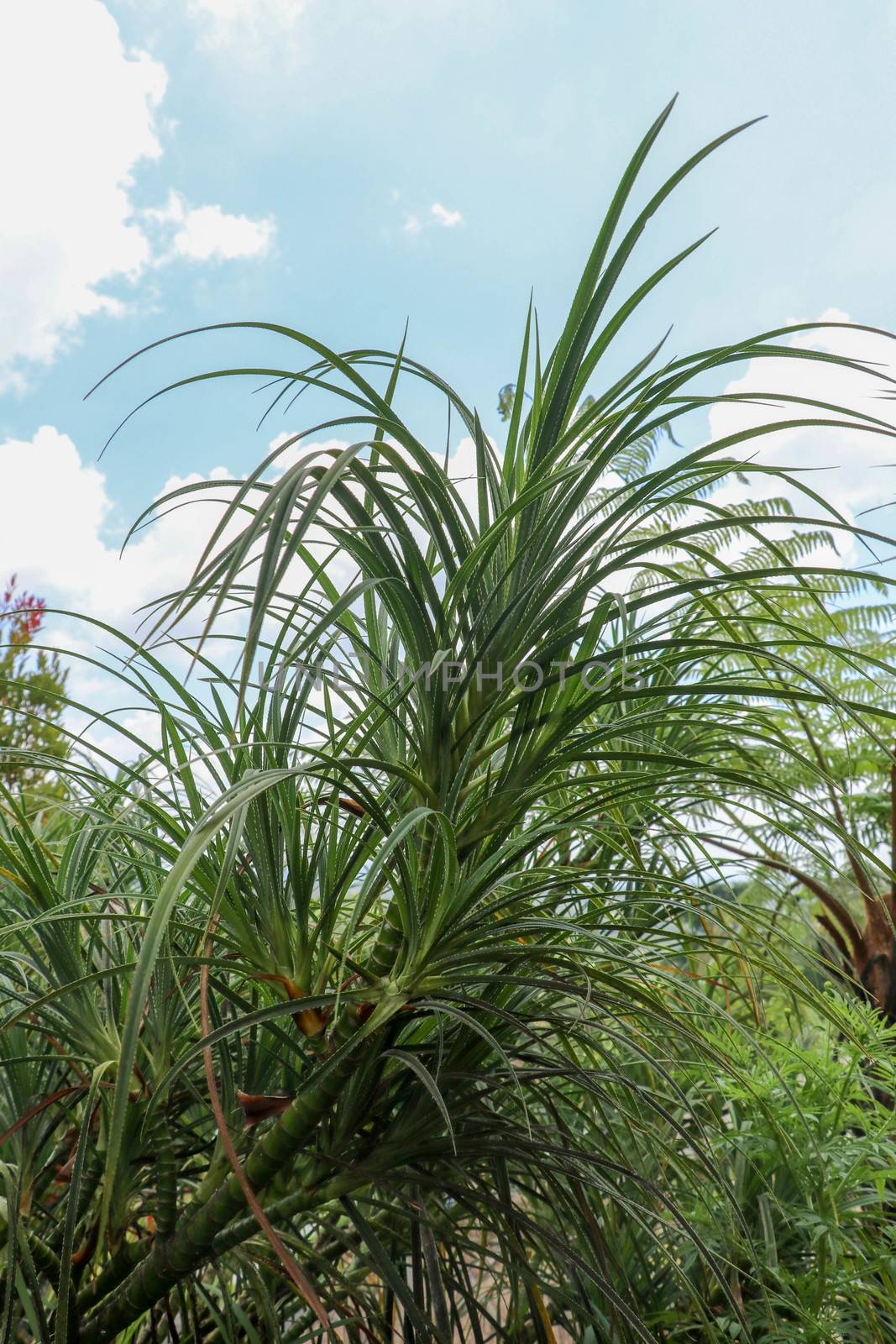 Youg plant Pandanus Tectorius, Pandanus Odoratissimus tree with natural sunlight in the morning. Herbal use for diuretic and relieve a fever on side view. Green pandan leaf growing in the garden.