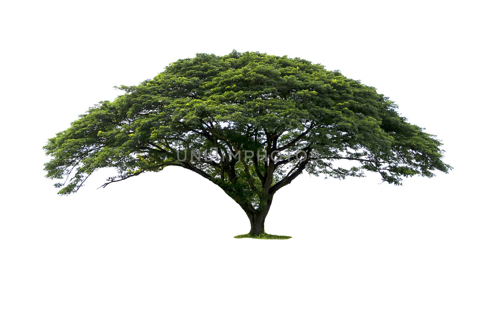 Trees isolated on white background
