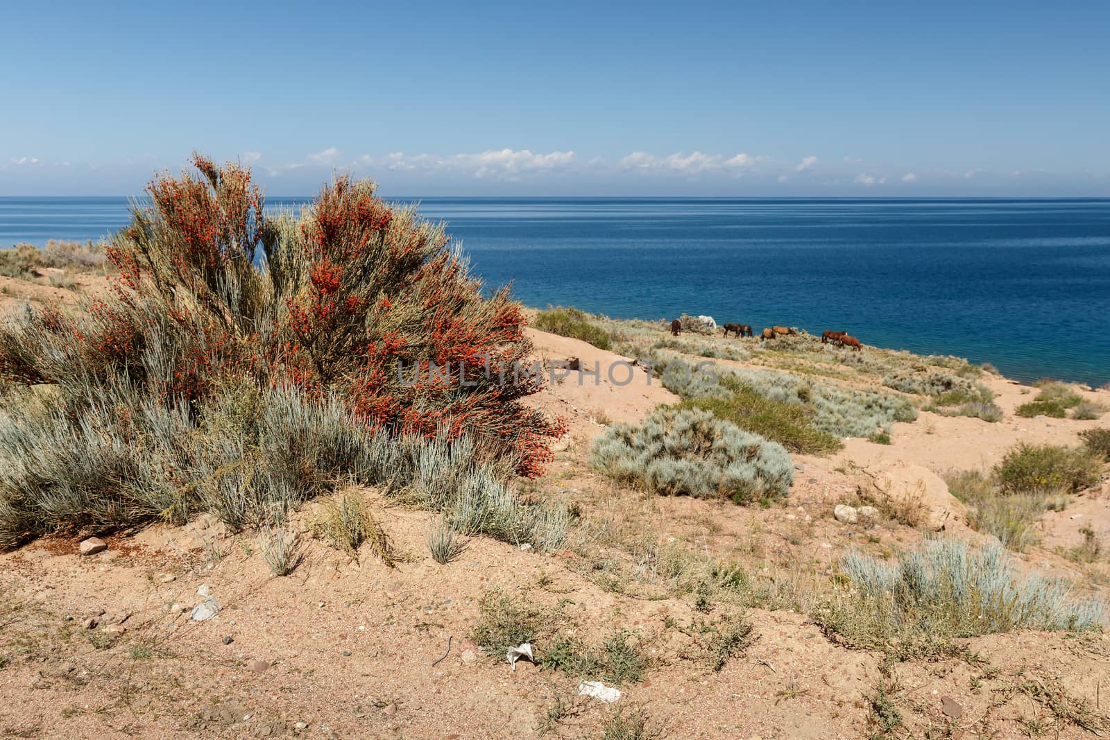 Green bush with red berries and horses on the shore of Lake Issyk-Kul