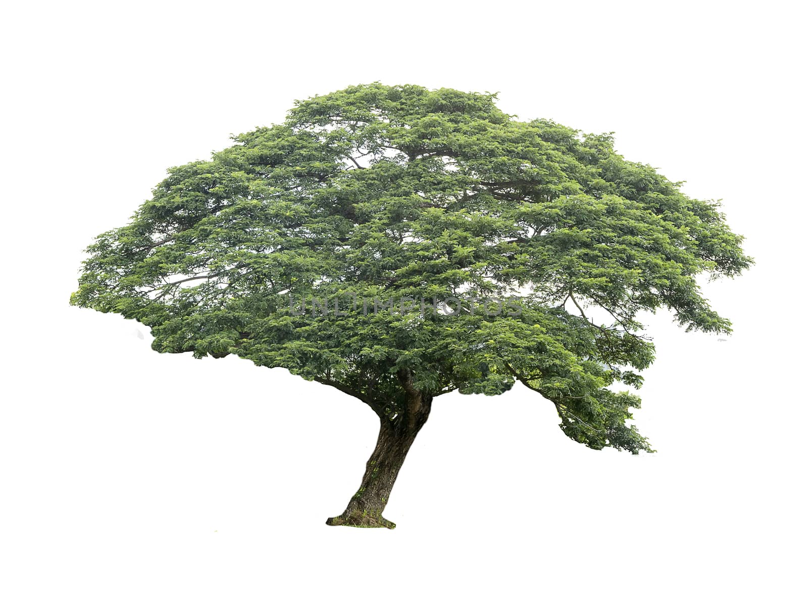 Trees isolated on white background