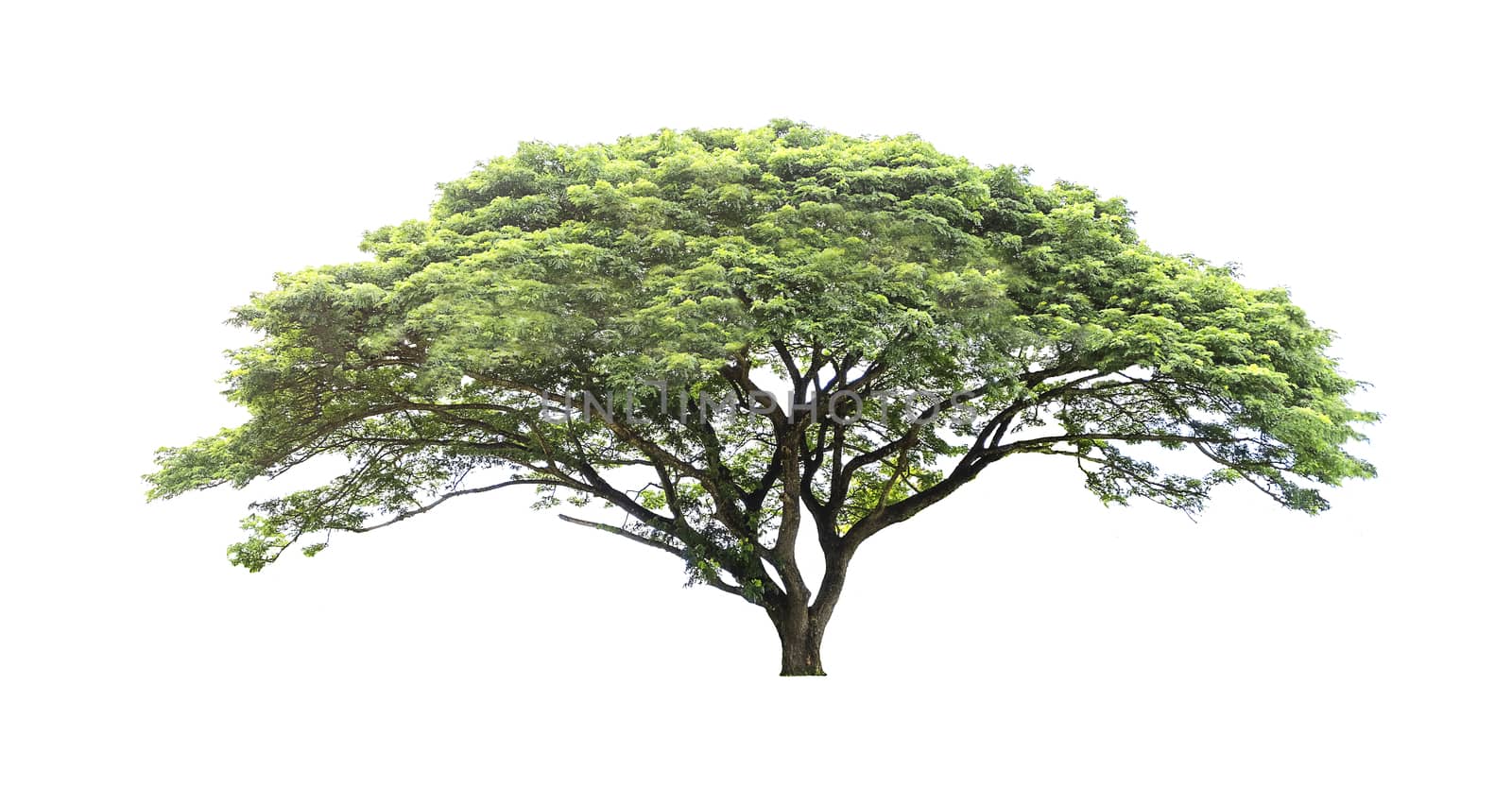 Trees isolated on white background