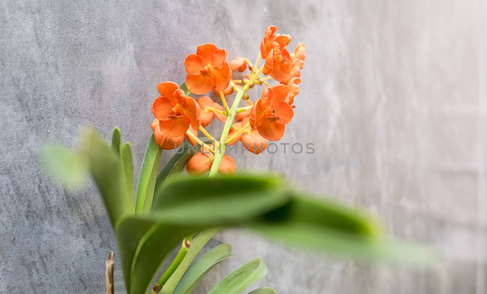 Orchid flower focus selective flower on wall background
