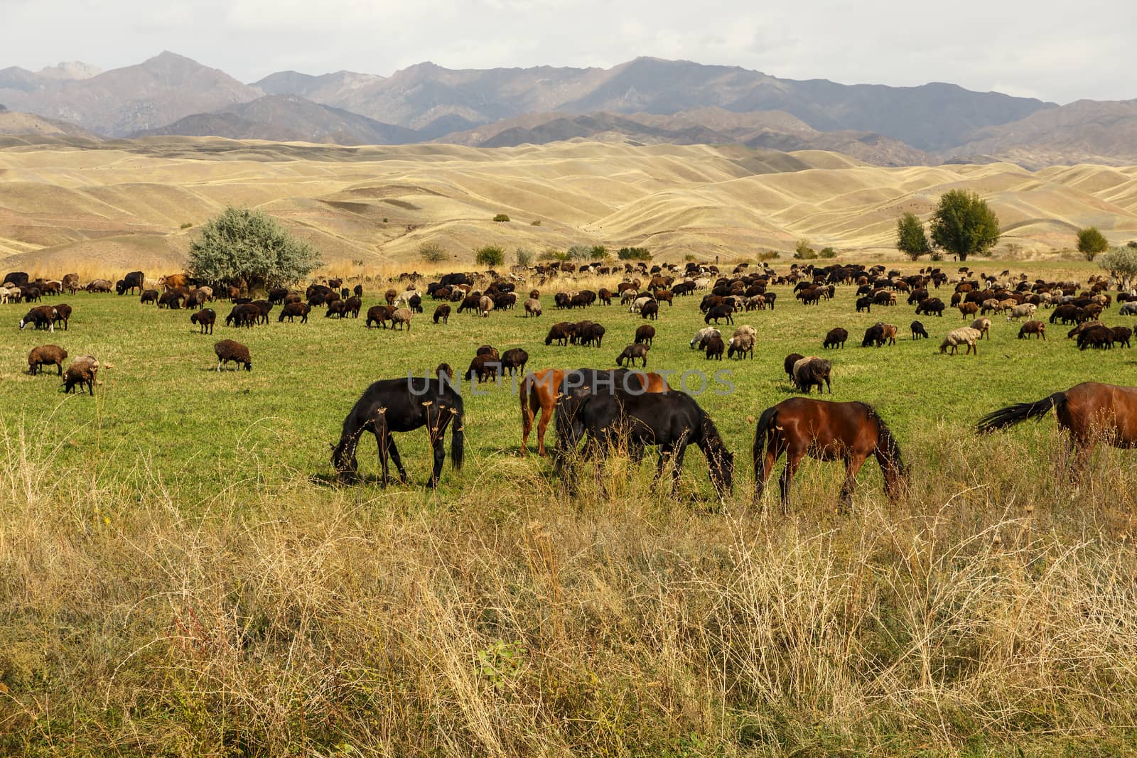 pasture in the mountains by Mieszko9